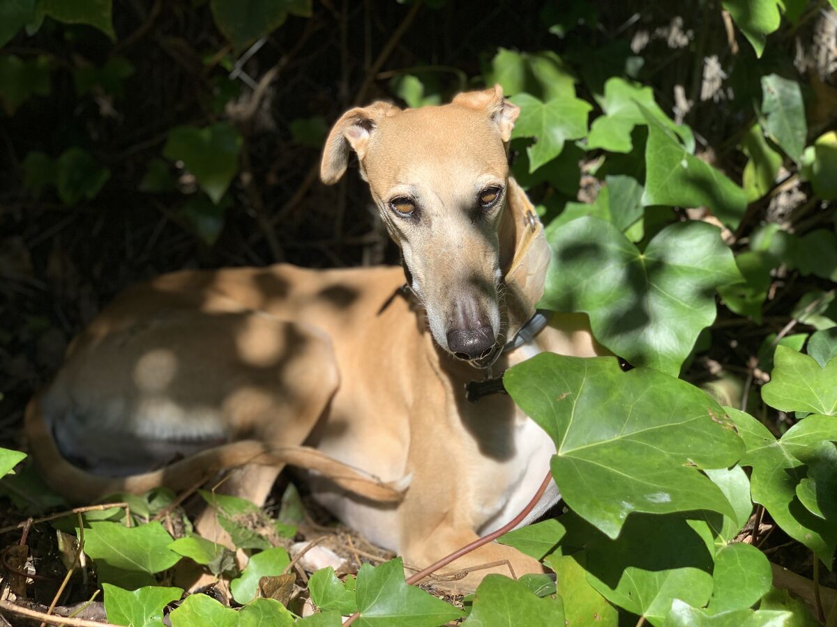 O'Hara in the garden